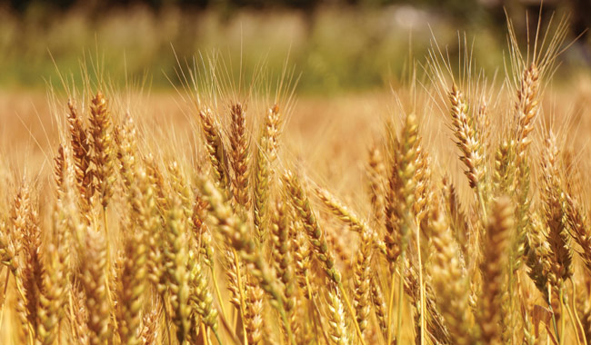 大麦 もち麦 押し麦の違い もち麦とは マルヤナギ