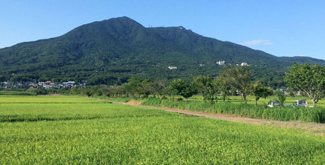 大豆栽培の歴史と稲との関わり